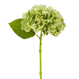 Green Hydrangea Stem