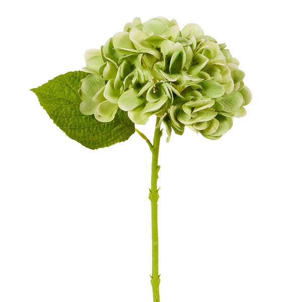 Green Hydrangea Stem